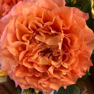 Meet your Posher, Dawn